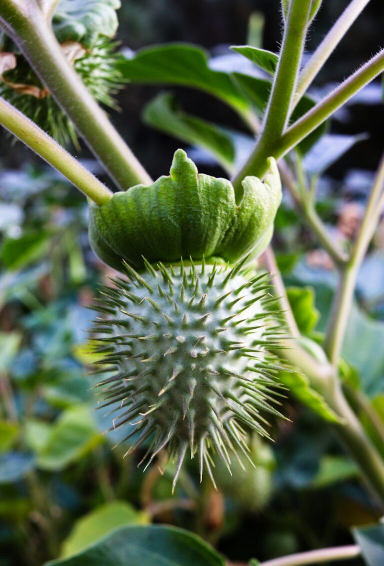 Datura Stramonium: Altered States and Cognitive Risk