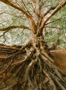 Depth-Oriented Brief Therapy: Rapid Growth from Deep Roots