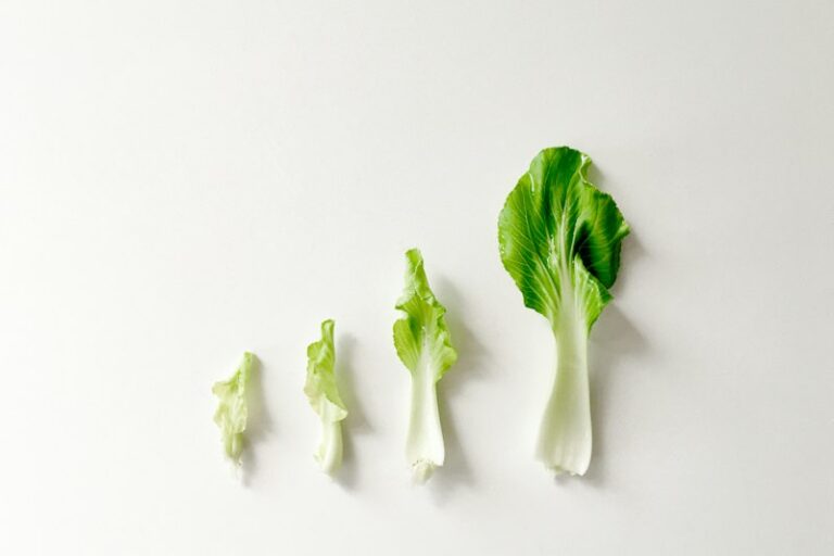 Developmental Growth: Steady Evolution or Sudden Leaps?
