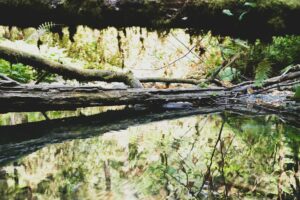 Ecological Validity: Bridging Lab Data to Real Life