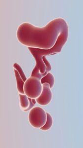 Embryonic Development: The Foundation of the Human Mind