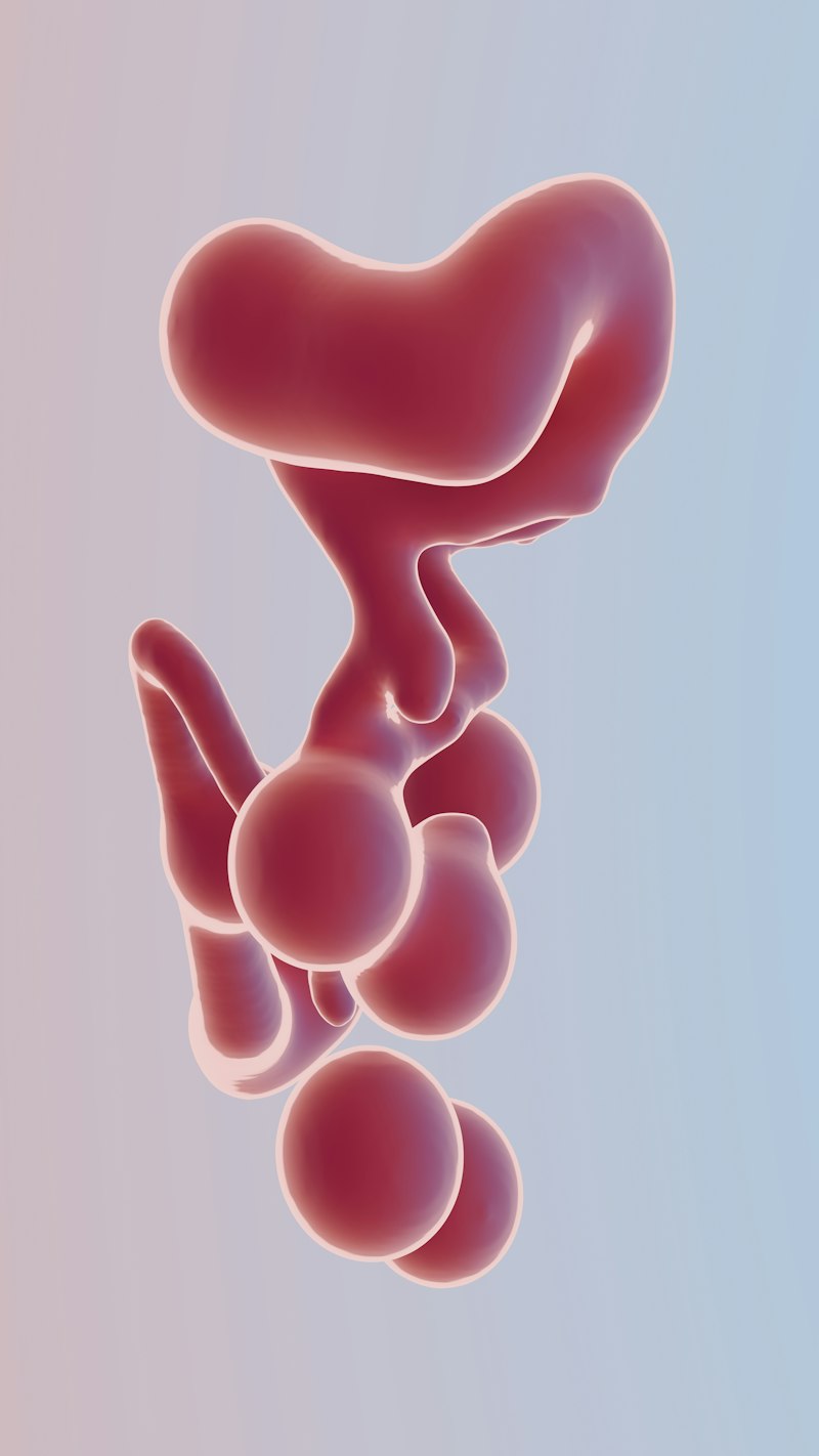 Embryonic Development: The Foundation of the Human Mind