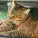 Feline Attachment: Why We Love Our Predators