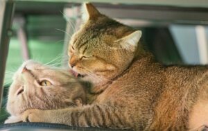 Feline Attachment: Why We Love Our Predators