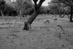 Field Experiments: Human Behavior in the Wild