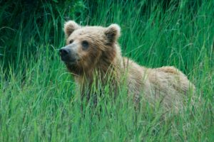 Field Research: Decoding Human Behavior in the Wild