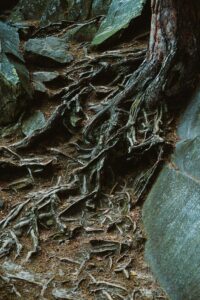 First-Order Factors: Decoding the Roots of Human Behavior