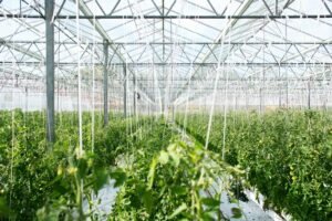 Food Security: Solving Global Hunger Through Aeroponics