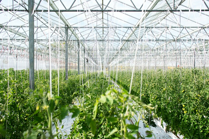 Food Security: Solving Global Hunger Through Aeroponics