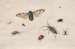 Formicophilia: The Psychology of Insect-Based Arousal