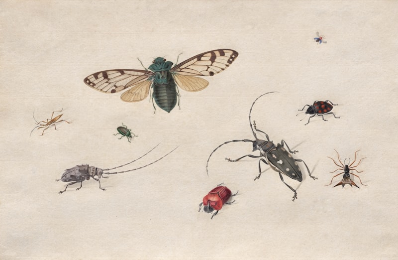 Formicophilia: The Psychology of Insect-Based Arousal