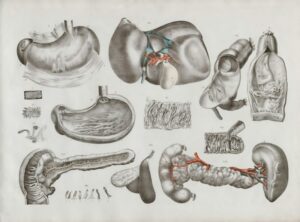 Human Physiology: The Hidden Role of Cowper’s Glands