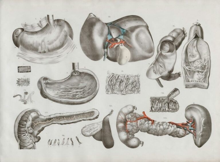 Human Physiology: The Hidden Role of Cowper’s Glands