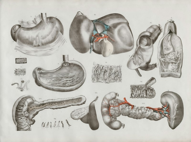Human Physiology: The Hidden Role of Cowper’s Glands