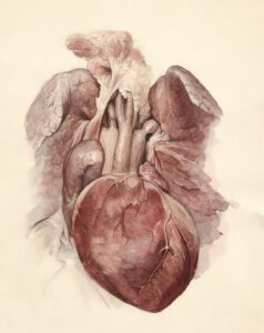 Humanistic Psychoanalysis: Erich Fromm and the Human Heart