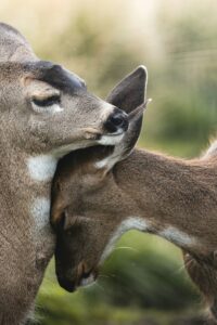 Interspecies Bonding: The Psychology of Natural Connection