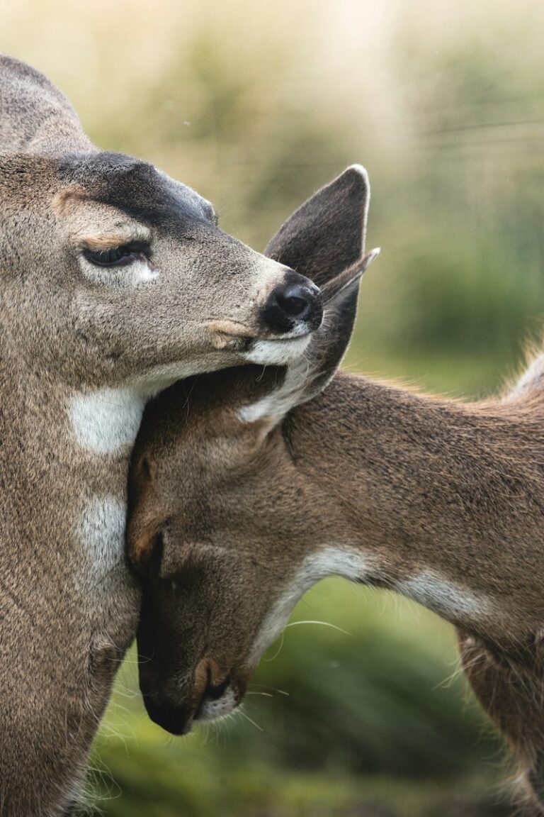 Interspecies Bonding: The Psychology of Natural Connection