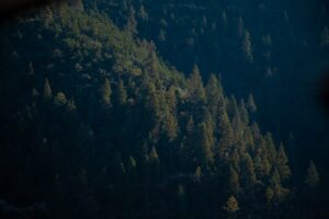 Local-Global Processing: Seeing the Forest and the Trees
