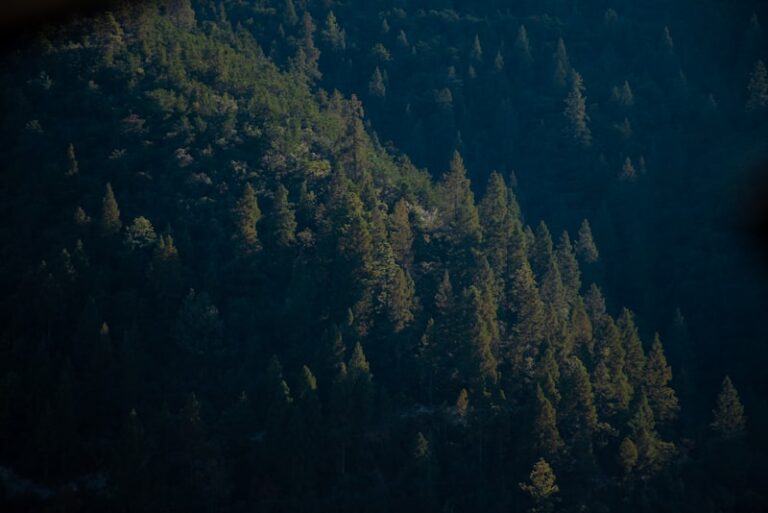 Local-Global Processing: Seeing the Forest and the Trees