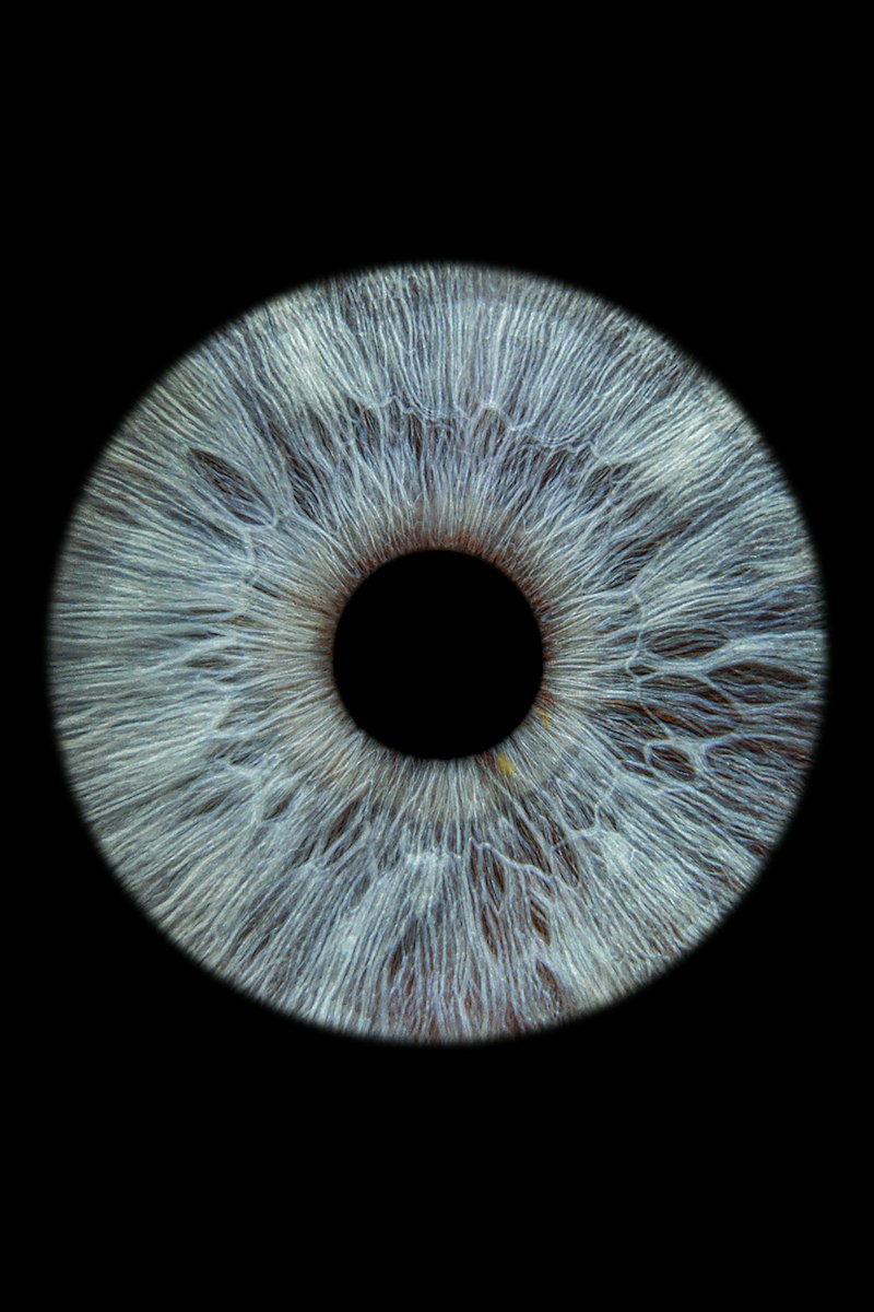 Microsaccades: The Hidden Pulses of Human Vision