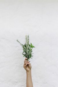 Mood Regulation: Can This Plant Naturally Lift Your Spirit?