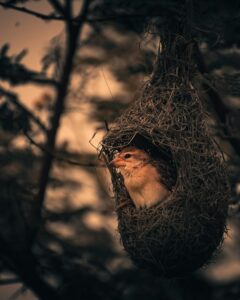 Nest Building: Crafting Your Ultimate Psychological Haven