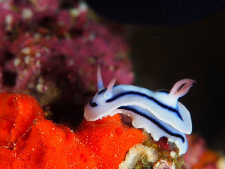 Neurobiology: How Sea Slugs Unlock Human Memory Secrets