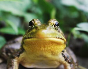 Neurophysiology: How Frogs Unlock the Human Mind