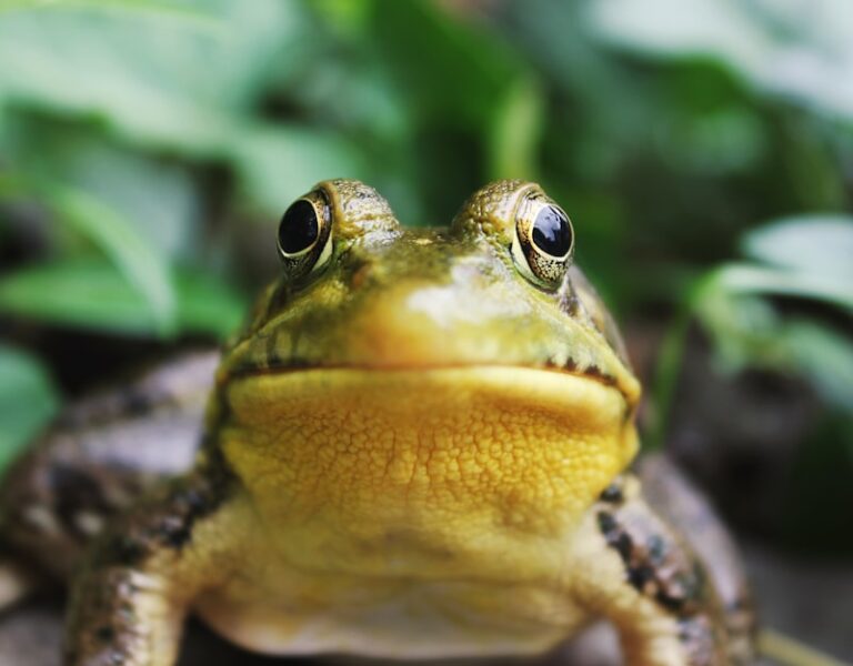 Neurophysiology: How Frogs Unlock the Human Mind