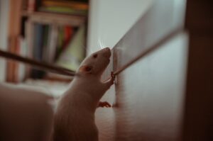 Open-Field Testing: Mapping the Anxious Rodent Mind