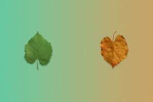 Operant Conditioning: How the Leaf Switch Shaped Behavior
