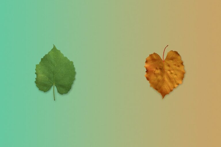 Operant Conditioning: How the Leaf Switch Shaped Behavior