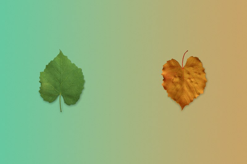 Operant Conditioning: How the Leaf Switch Shaped Behavior