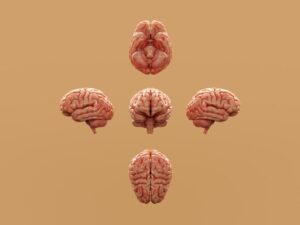 Optical Flow: How Your Brain Masters Motion