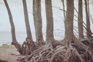 Palin-Prefix: The Psychology of Returning to Your Roots