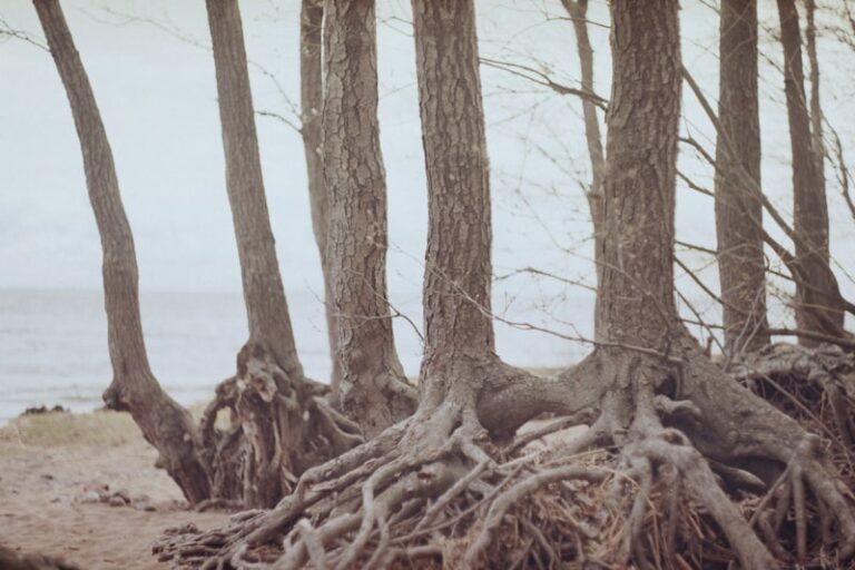 Palin-Prefix: The Psychology of Returning to Your Roots