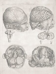 Panel Studies: Mapping the Evolution of the Human Mind