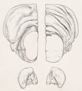 Parallel Fibers: The Cerebellum's Secret Neural Pathway