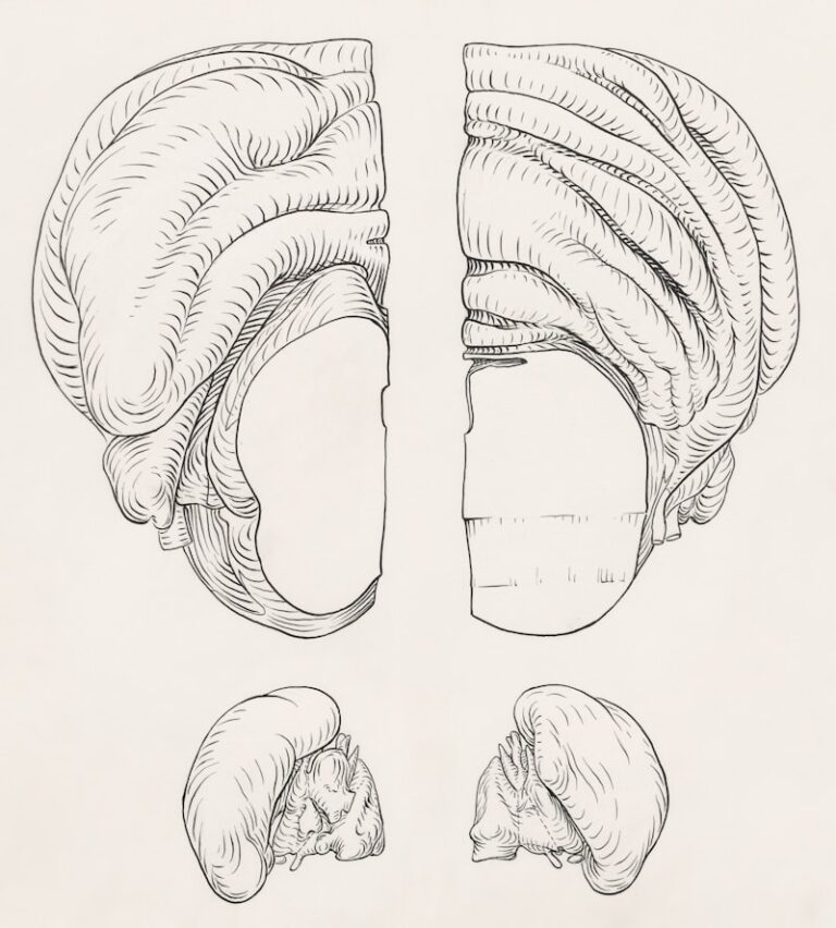 Parallel Fibers: The Cerebellum's Secret Neural Pathway