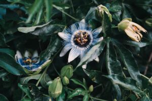 Passionflower: Nature’s Botanical Key to Calming Anxiety