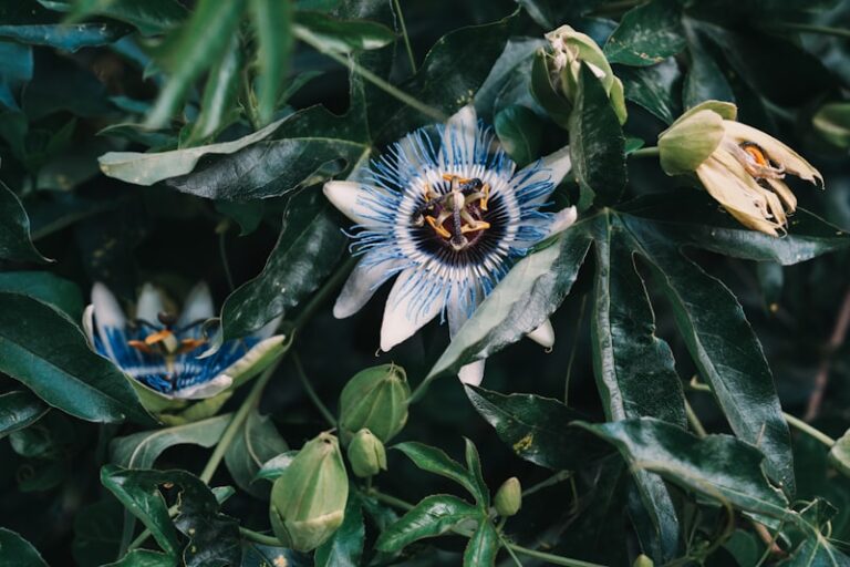 Passionflower: Nature’s Botanical Key to Calming Anxiety