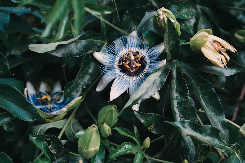 Passionflower: Nature’s Botanical Key to Calming Anxiety