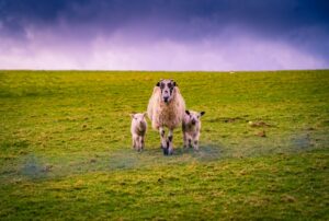 Paternal Investment: The Secret Life of Animal Dads