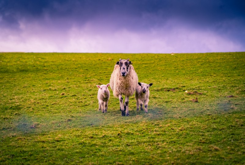 Paternal Investment: The Secret Life of Animal Dads