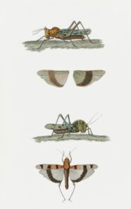 Polygyny: The Evolutionary Roots of Mating Systems