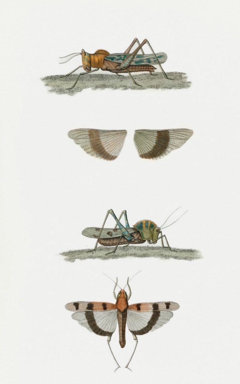 Polygyny: The Evolutionary Roots of Mating Systems