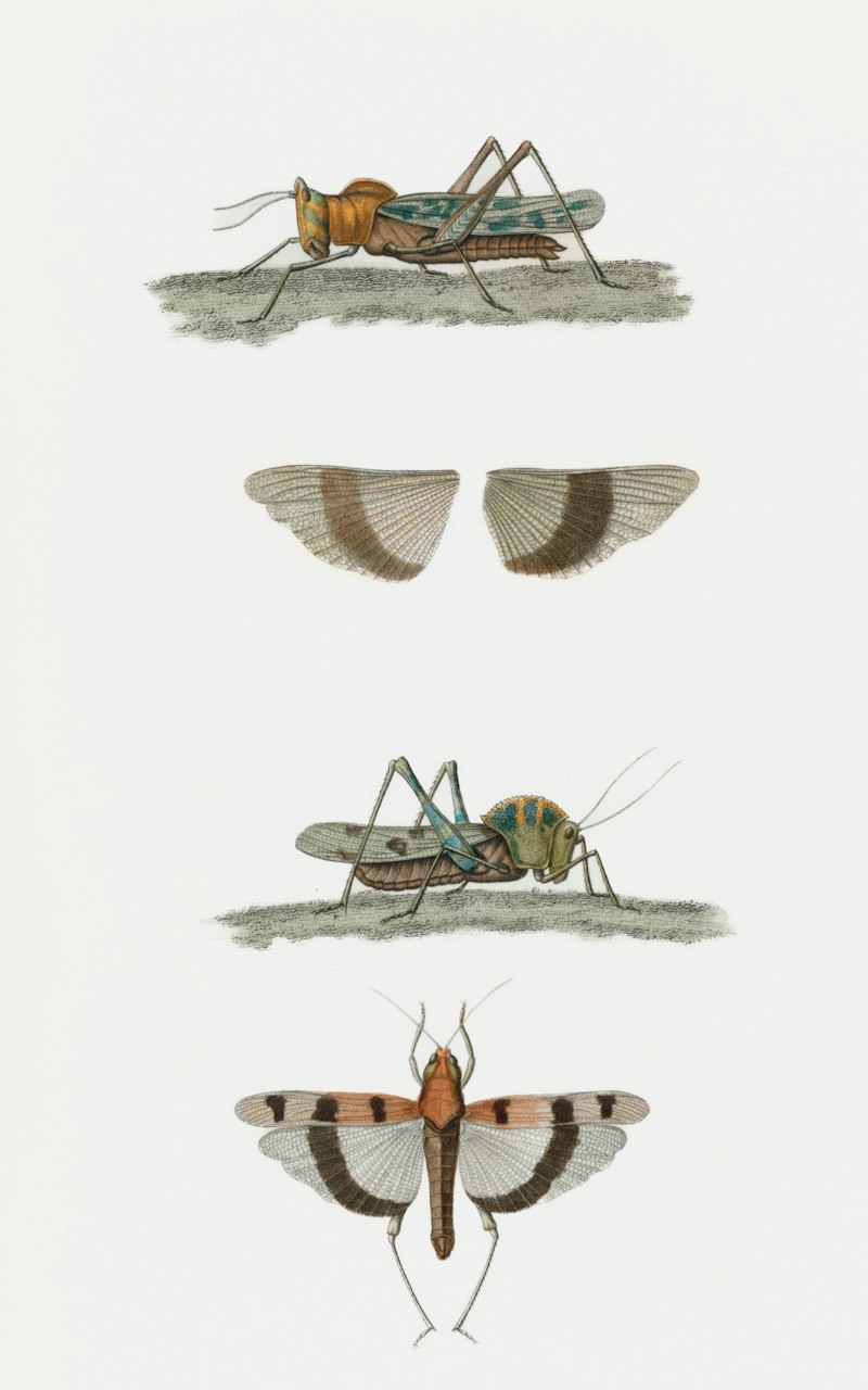 Polygyny: The Evolutionary Roots of Mating Systems