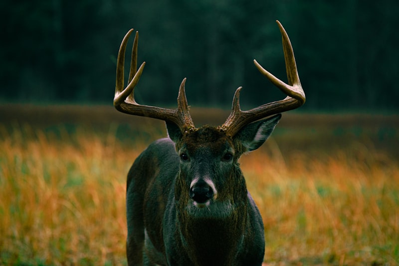 Predatory Psychology: Why We Are Hardwired to Hunt