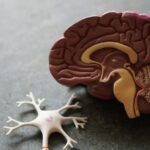Primary Erectile Dysfunction: The Mind-Body Connection