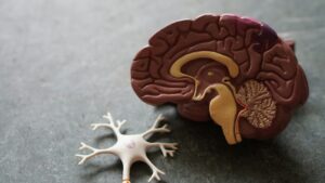 Primary Erectile Dysfunction: The Mind-Body Connection